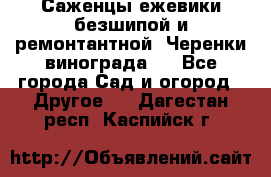 Саженцы ежевики безшипой и ремонтантной. Черенки винограда . - Все города Сад и огород » Другое   . Дагестан респ.,Каспийск г.